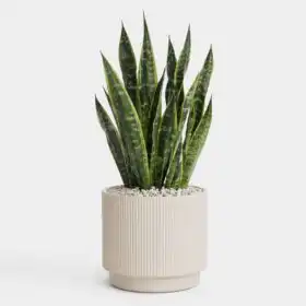 Large Snake Plant in Slate Ceramic