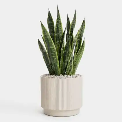 large snake plant_