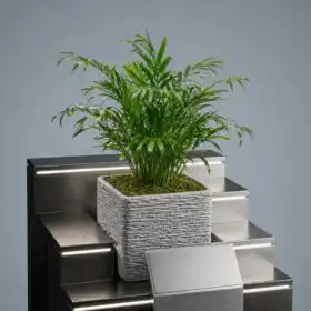 Neanthe Bella Palm in Silver Pot