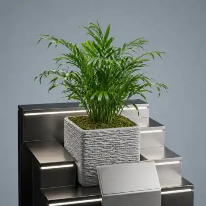 palm neanthe bella plant_