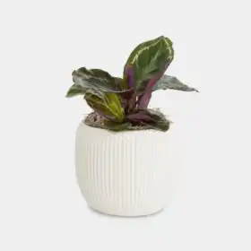 Calathea Roseopicta – Piccolo Plant