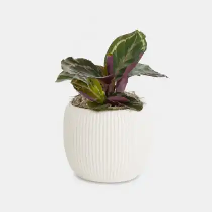 Calathea Roseopicta