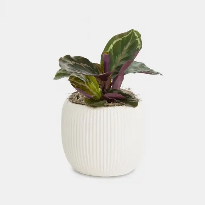 Calathea Roseopicta – Piccolo Plant 1 Calathea Roseopicta