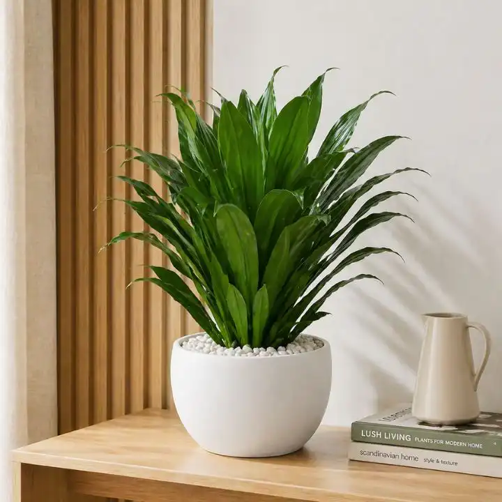 Dracaena Compacta: Premium Glossy Pineapple Plant 1 dracaena compacta plant