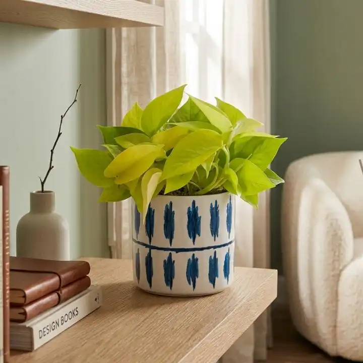 Golden Pothos Indoor Plant (13cm Pot) 1 Vibrant heart-shaped leaves of a Golden Pothos indoor plant growing in a 13cm nursery pot.