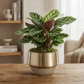 Luxury Medallion Calathea Plant