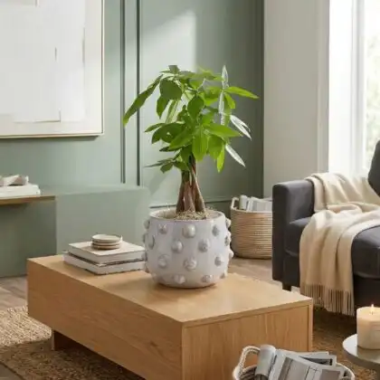 Braided money plant with vibrant green leaves in a white textured pot on a wooden table.