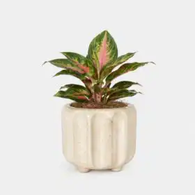 Rattlesnake Calathea plant