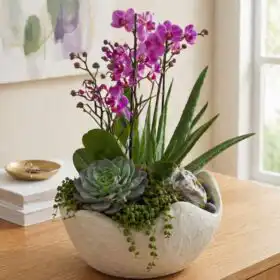 Orchid, Aloe & Succulent in Ceramic Pot