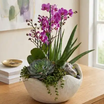 alovera plant_