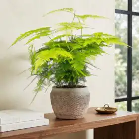Elegant Asparagus Fern Houseplant