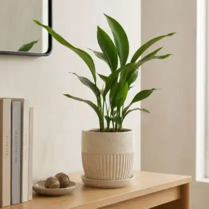 cast iron plant