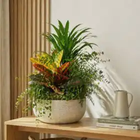 Indoor Palm & Croton Plant