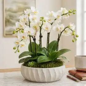 The Majestic White Orchid Terrarium