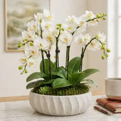 orchidea white