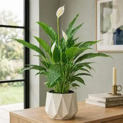 peace lily indoor plant_