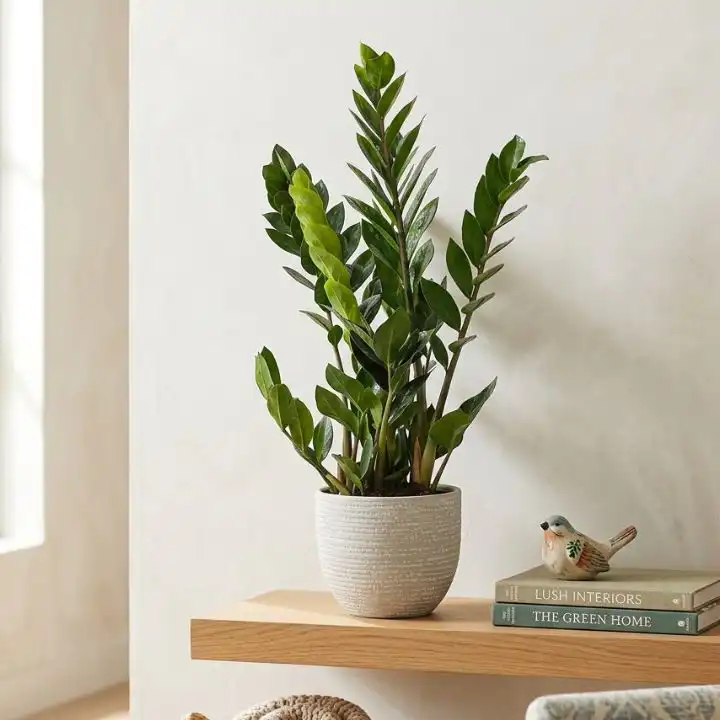 ZZ Plant Zamioculcas in Ceramic Pot 1 Glossy green leaves of a ZZ plant zamioculcas growing in a stylish white ceramic pot.