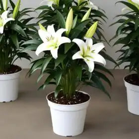 Elegant White Lily Potted Plant
