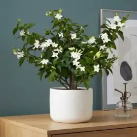 Fragrant Jasmine Plant