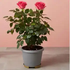 Pink Rose Plant Gift Basket