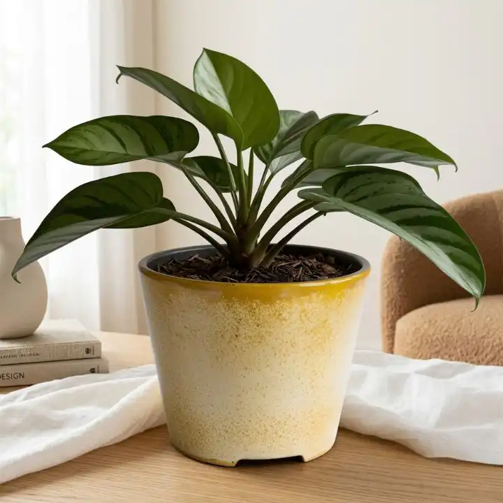 Philodendron Silver Gloss 1 A healthy Philodendron house plants variety featuring heart shaped leaves with a distinct silver metallic sheen.