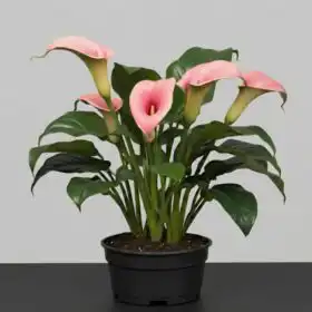 Radiant Pink Calla Lily Plant