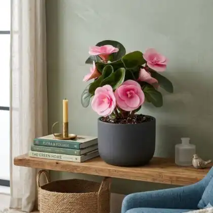 Vibrant pink double bloom begonia plant pot showcasing lush green leaves and elegant floral clusters.