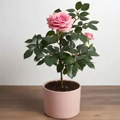 A healthy pink rose plant in pot featuring lush green leaves and vibrant blooming petals.