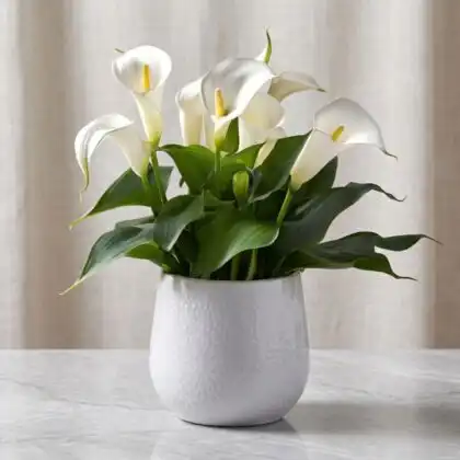 A blooming white calla lily plant growing in a grey textured ceramic pot against a clean background.