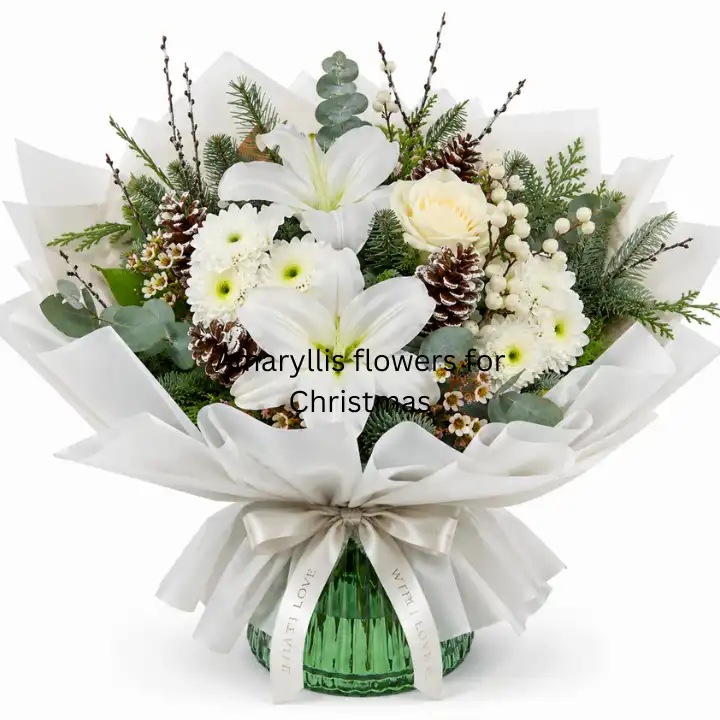Amaryllis Flowers For Christmas 1 Amaryllis flowers for Christmas