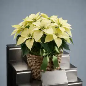 White Poinsettia Christmas Tree