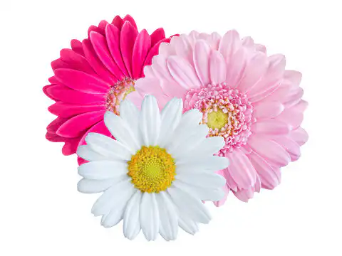 What Is a Gerbera? 2 What Is a Gerbera?