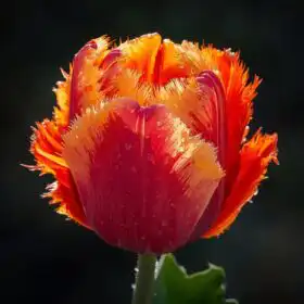 Fringed Tulip