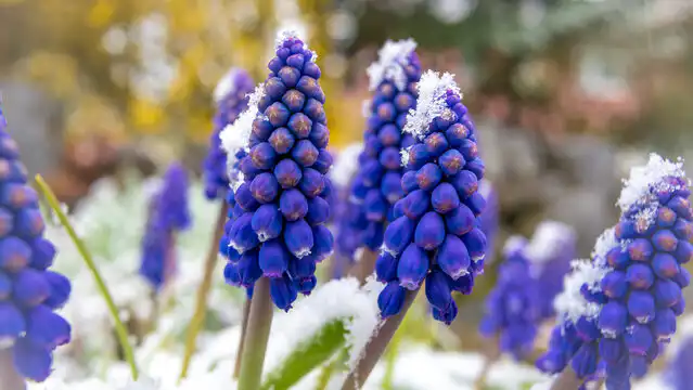 What Is a Hyacinths? 2 Hyacinths flower in garden bloom