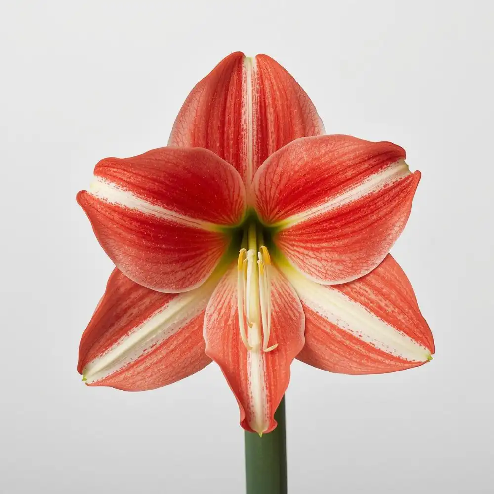 What is a Amaryllis Flower