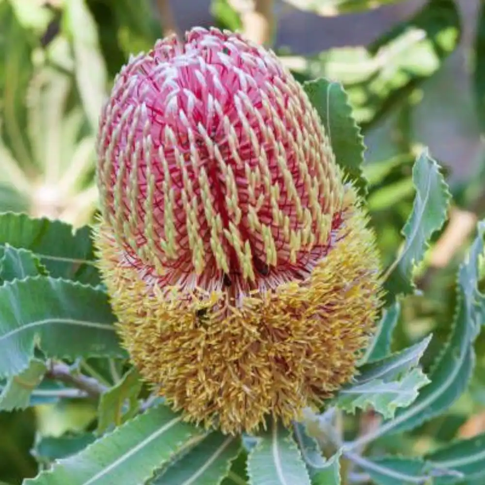 Blog 17 What is a Banksia Flower