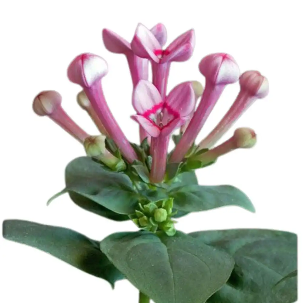 Blog 19 What is a Bouvardia Flower