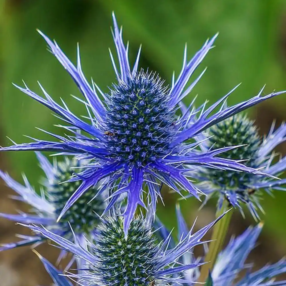 Blog 16 What is a Eryngium Flower
