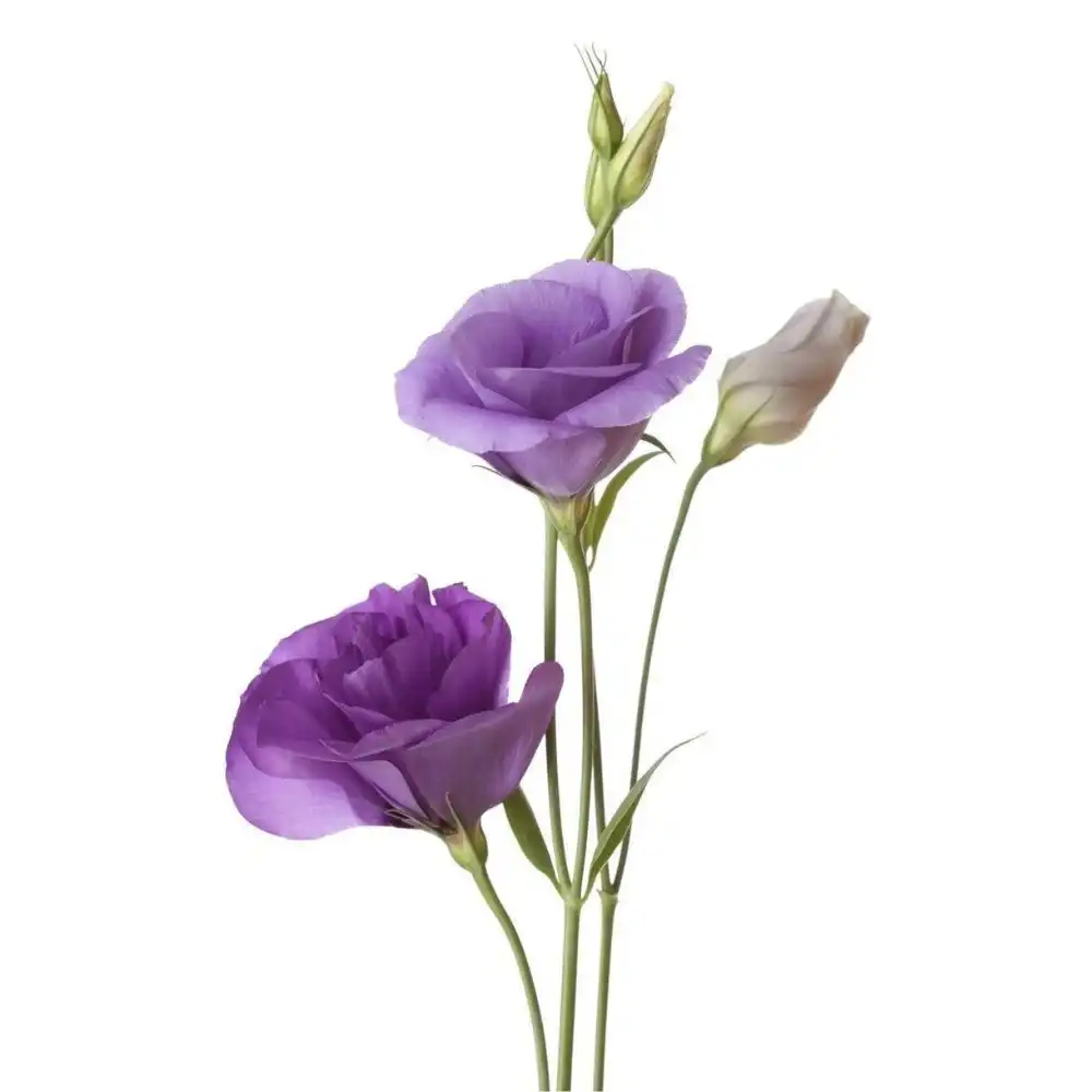 What is a Lisianthus Flower
