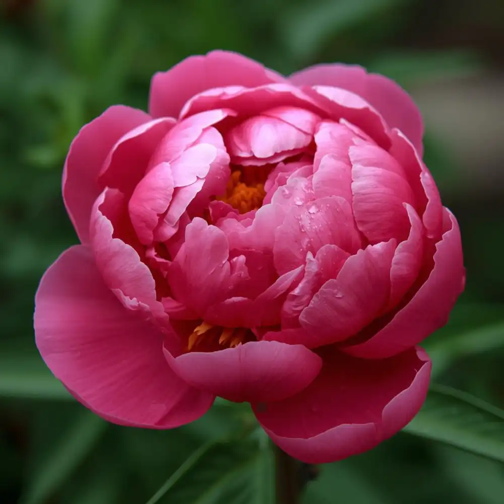 What is a Peony Flower