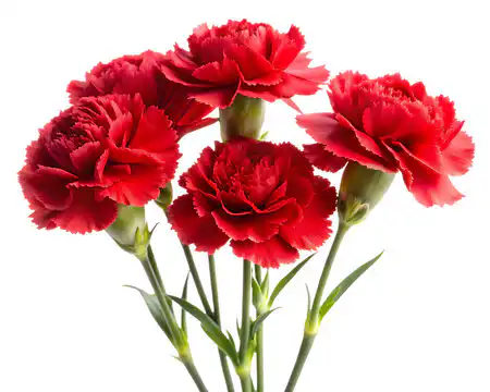 What Is A Carnation? 1 what is a carnation?