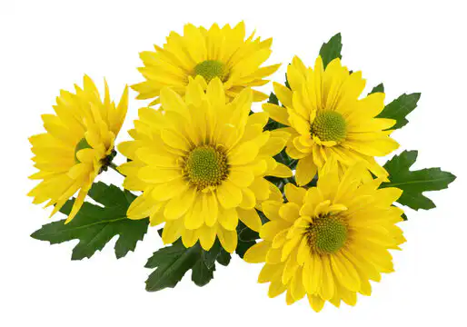 What Is A Chrysanthemum? 1 yellow chrysanthemum flowers