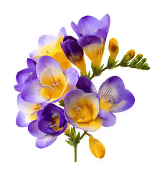 What is A Freesia? 2 yellow or blue freesia flower