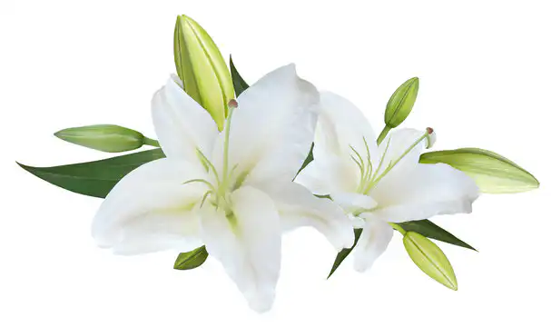What Is a Lily? 1 white lily flower