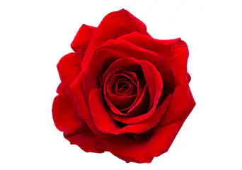 Red Rose Bouquet