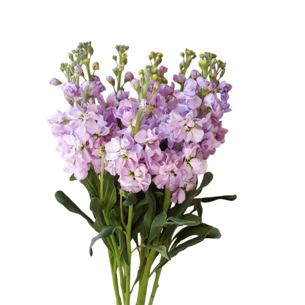 what is a stock flower