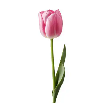 What is a Tulip? 3 what is a tulip