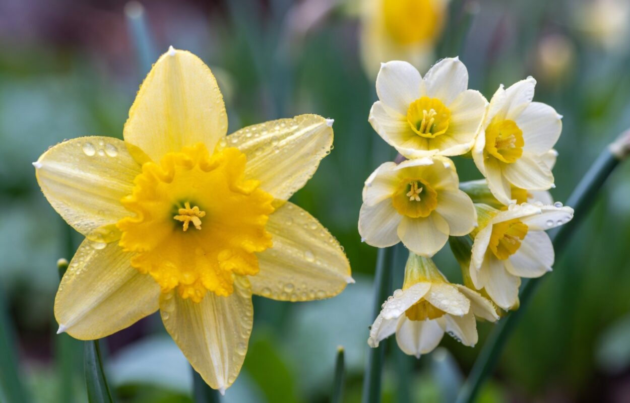 March Birth Flower 1 March Birth Flower