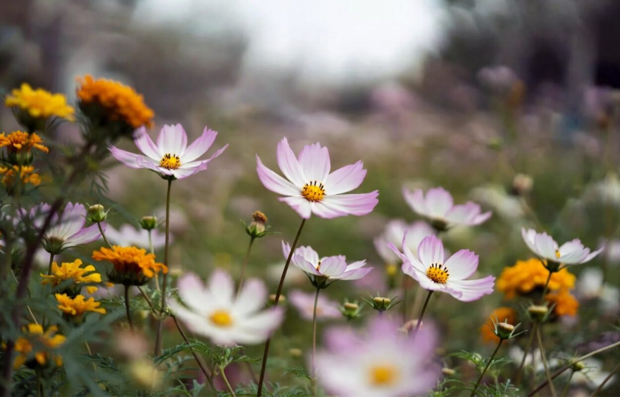 October Birth Flowers 1 October Birth Flowers