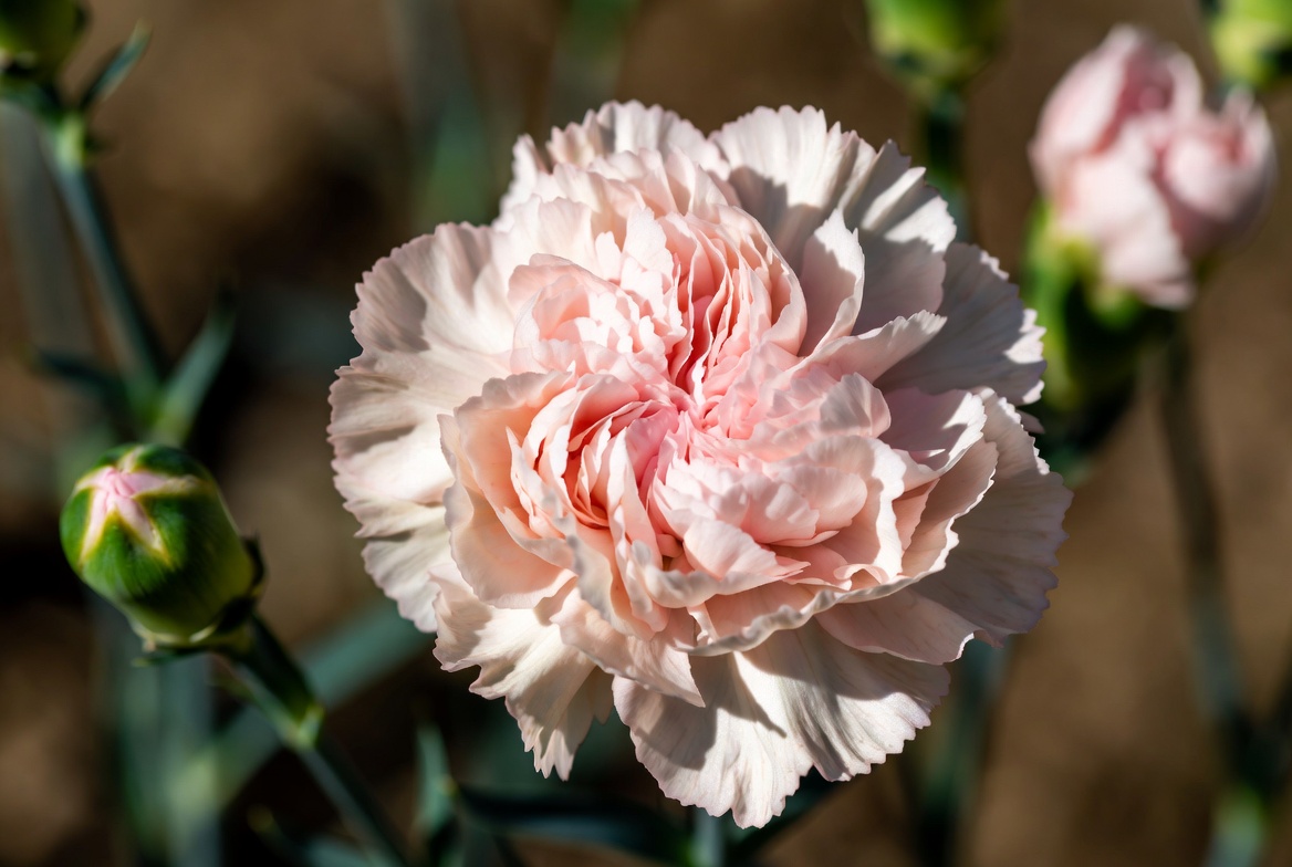 Top 10 Most Popular Flowers 7 Top 10 Most Popular Flowers